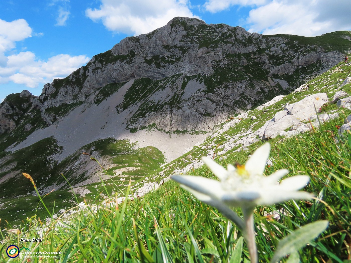 47 Leontopodium alpinum (Stella alpina) con vista in Corna Piana.JPG